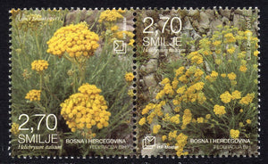Bosnia and Herzegovina. Mostar. 2017 Flora. Helichrysum. MNH