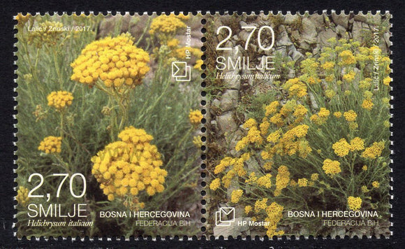 Bosnia and Herzegovina. Mostar. 2017 Flora. Helichrysum. MNH