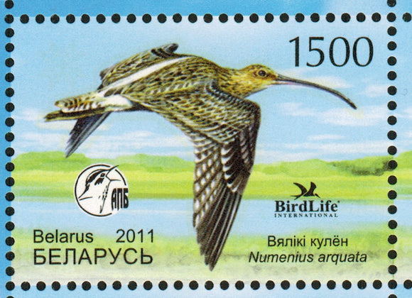 Belarus. 2011 Bird of the year. Eurasian Curlew. MNH