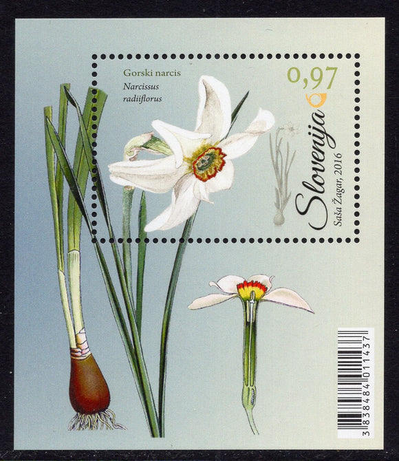 Slovenia. 2016 Flora. Amarylidaceae. MNH